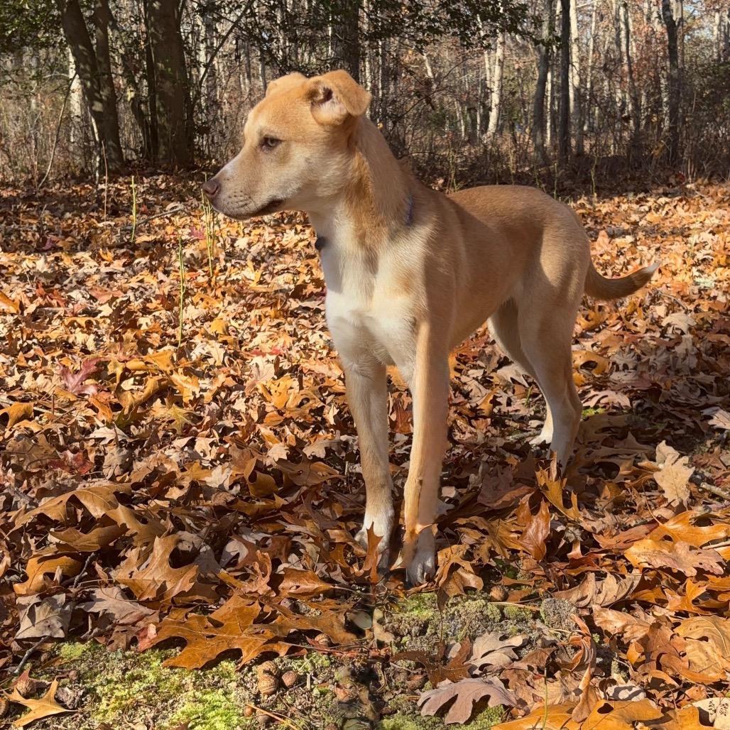 Bella, a Adoptable mixed breed in Hagerstown, MD image 2/4
