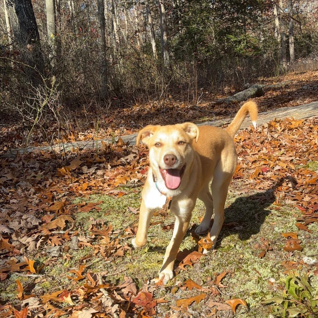 Bella, a Adoptable mixed breed in Hagerstown, MD image 4/4