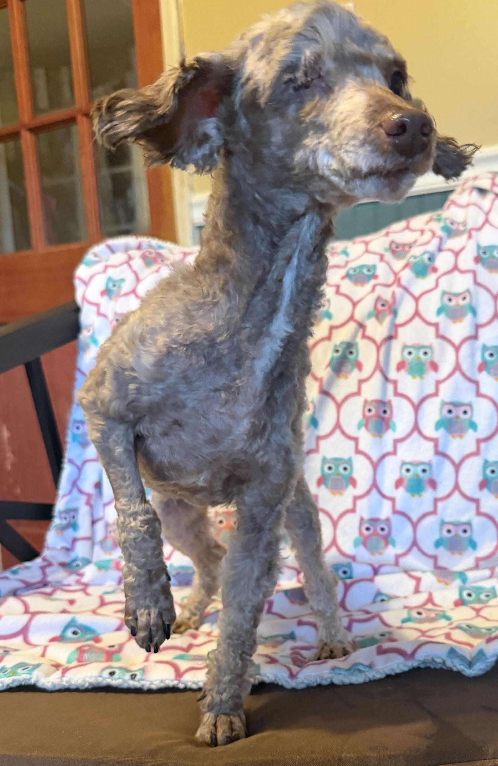 Enlarge Romeo Feb 26 - ready March 11, a Adoptable Poodle in Pacolet, SC image 1/3
