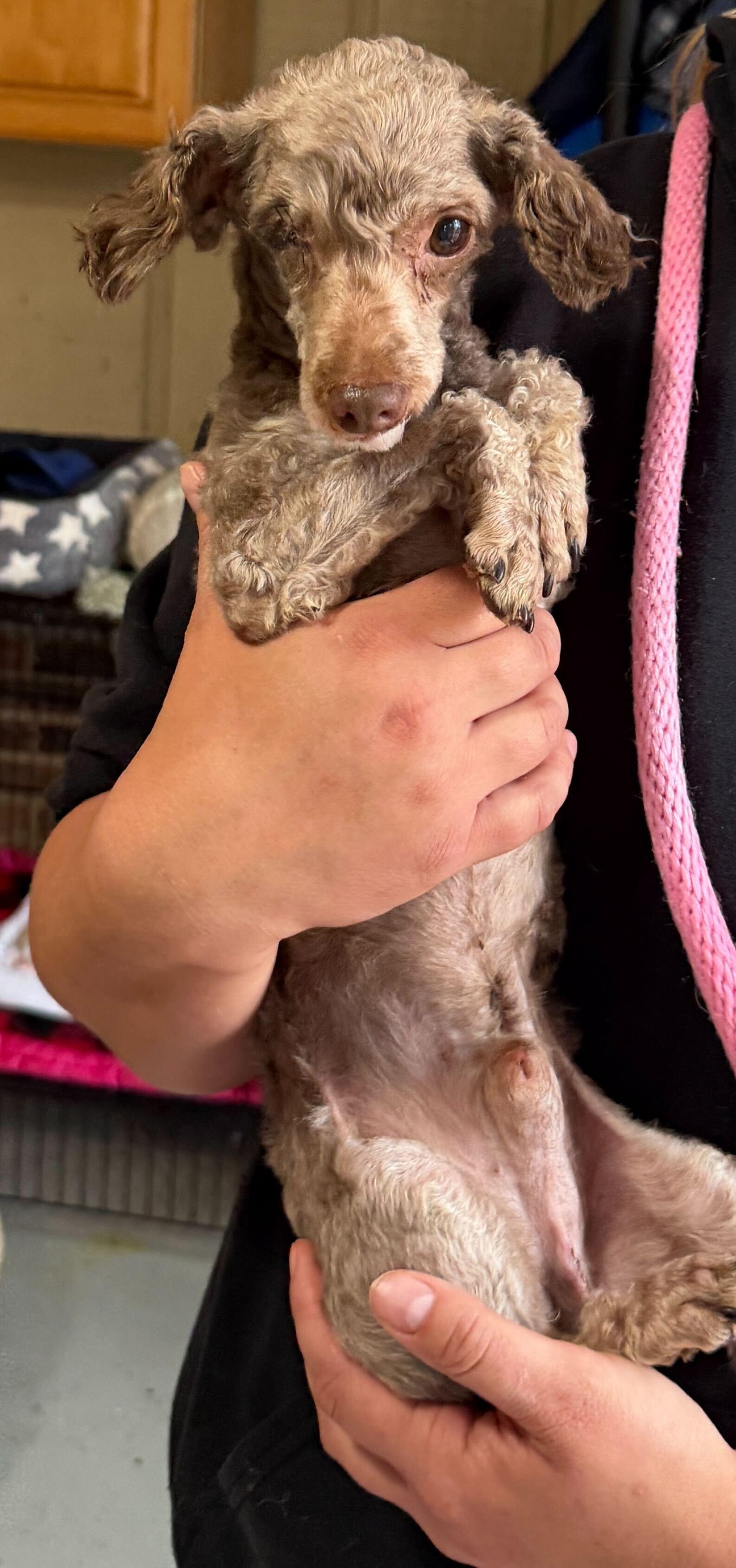 Enlarge Romeo Feb 26 - ready March 11, a Adoptable Poodle in Pacolet, SC image 2/3