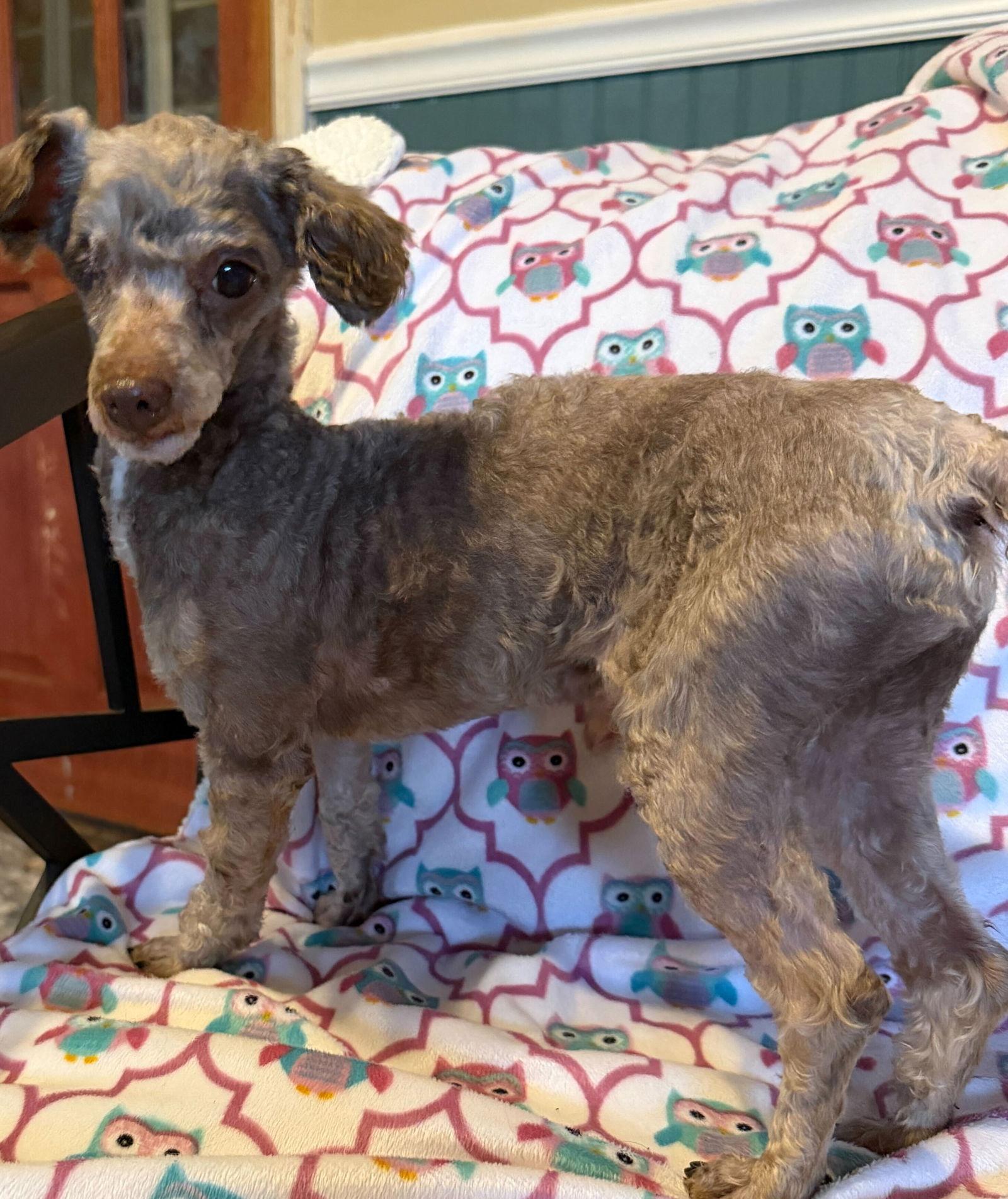 Enlarge Romeo Feb 26 - ready March 11, a Adoptable Poodle in Pacolet, SC image 3/3