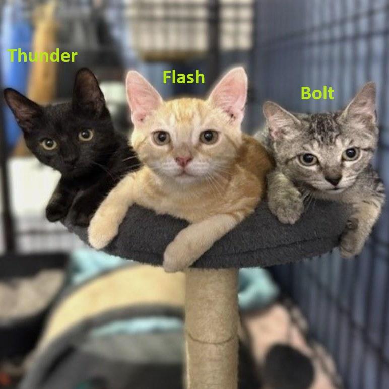 Flash, Thunder and Bolt 4