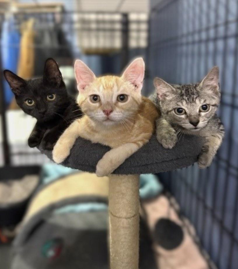Flash, Thunder and Bolt 5