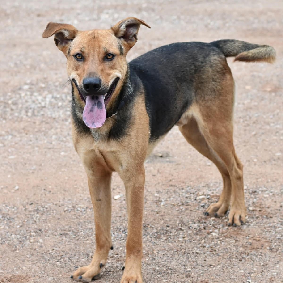 Enlarge Bingley, a Adoptable mixed breed in Albany, NY image 2/5
