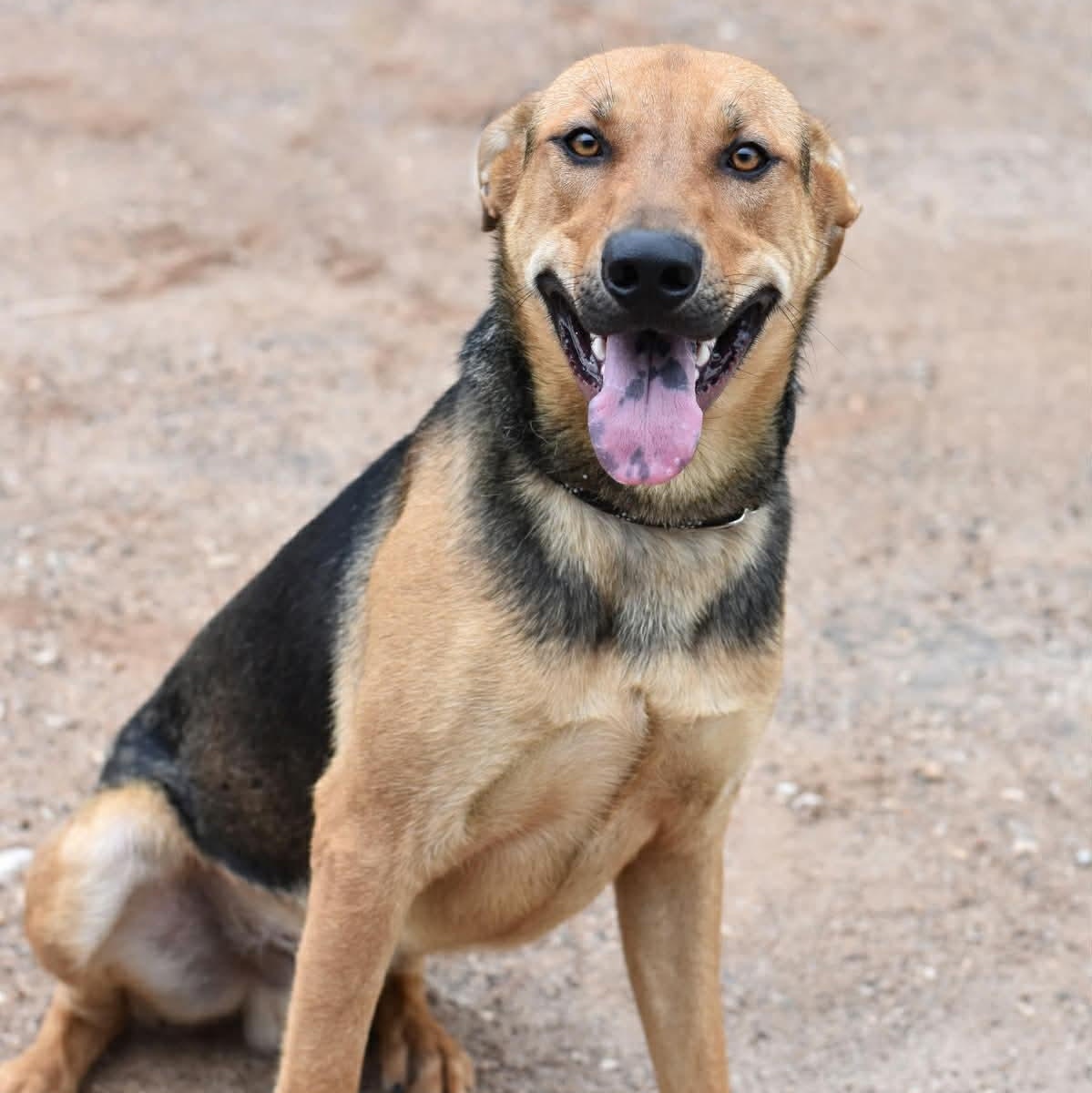 Enlarge Bingley, a Adoptable mixed breed in Albany, NY image 5/5