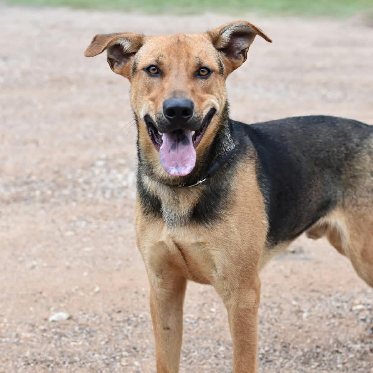 Enlarge Bingley, a Adoptable mixed breed in Albany, NY image 3/5