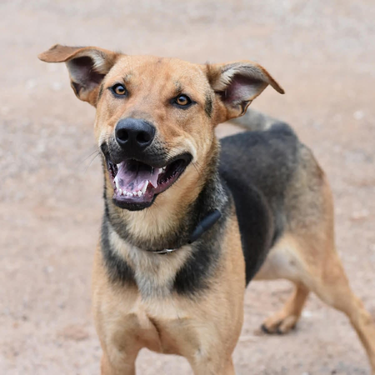 Bingley, Adoptable, Young Male German Shepherd Dog.