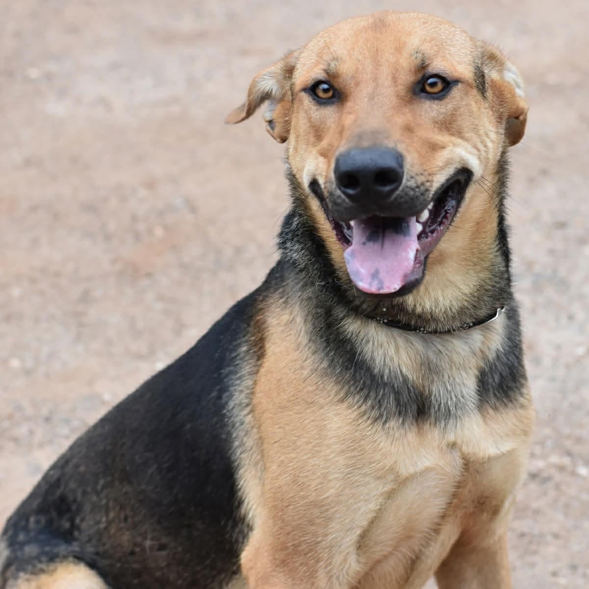 Enlarge Bingley, a Adoptable mixed breed in Albany, NY image 4/5