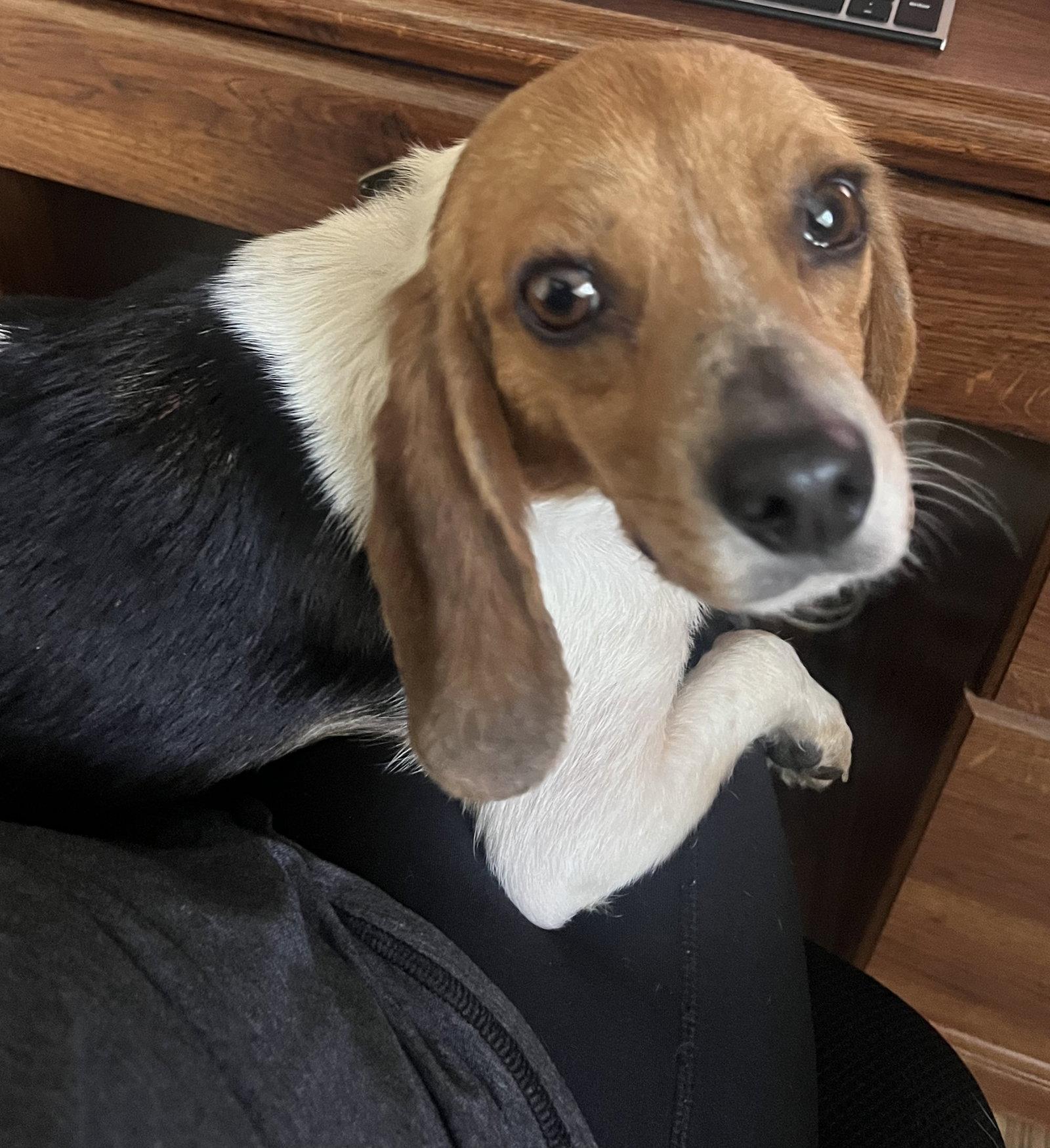 Olive, Adoptable, Adult Female Beagle.
