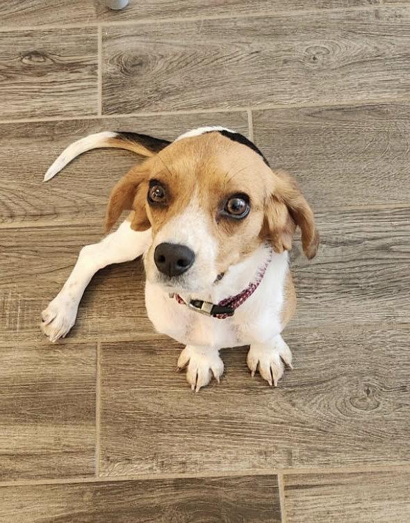 Enlarge Olive, a Adoptable Beagle in Garner, NC image 2/3