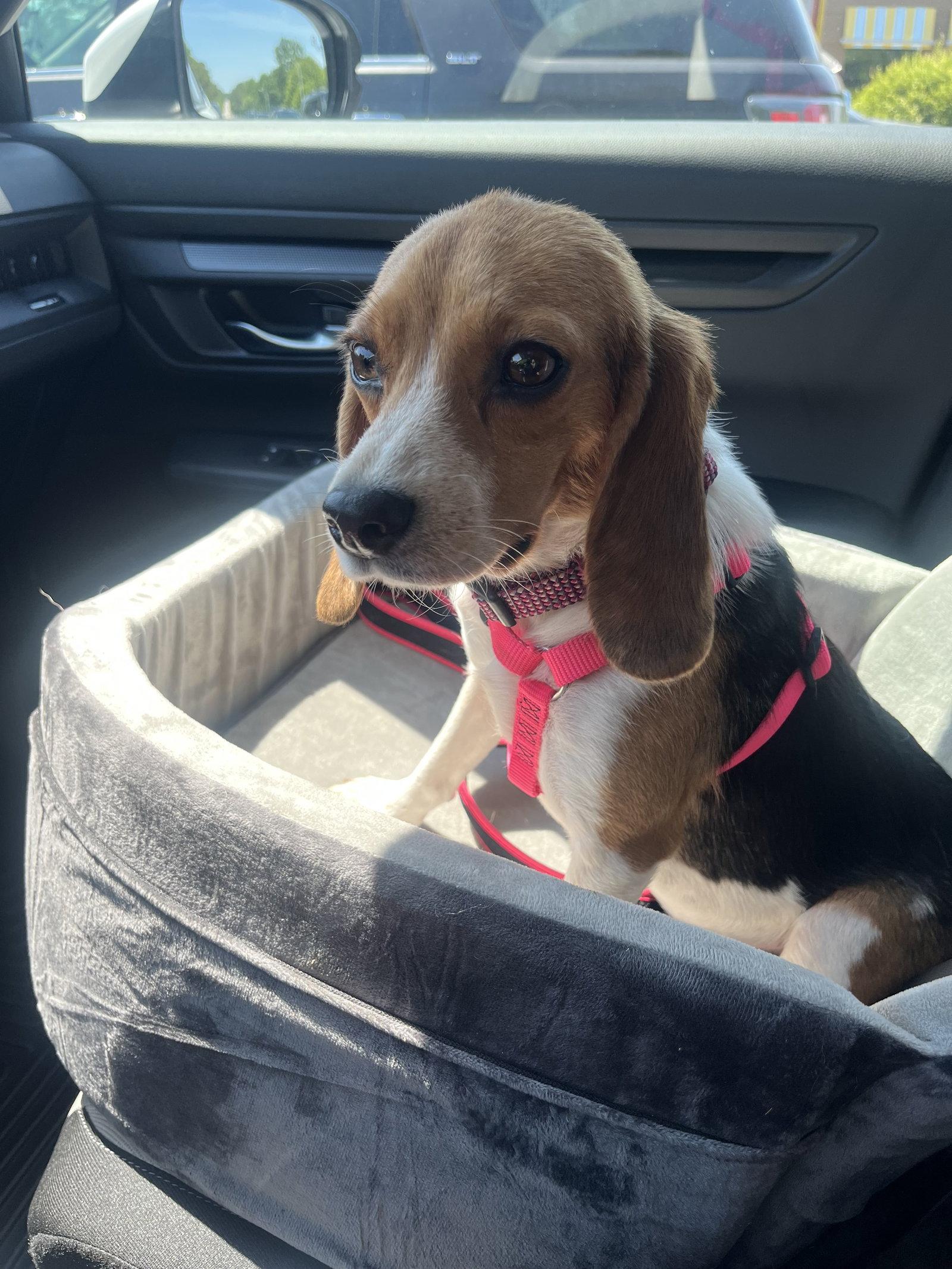Enlarge Olive, a Adoptable Beagle in Garner, NC image 3/3