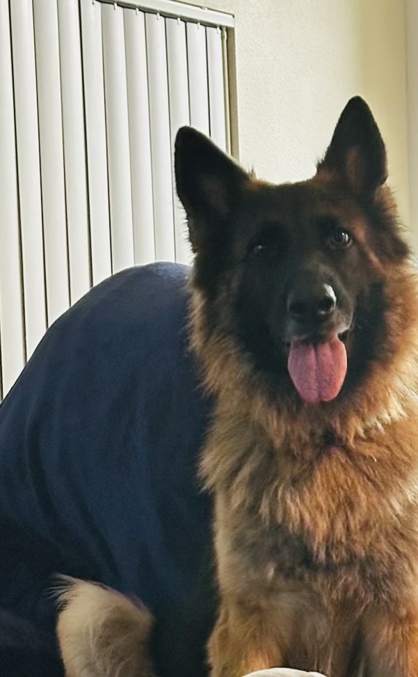 Gamora, Adopted, Adult Female German Shepherd Dog.