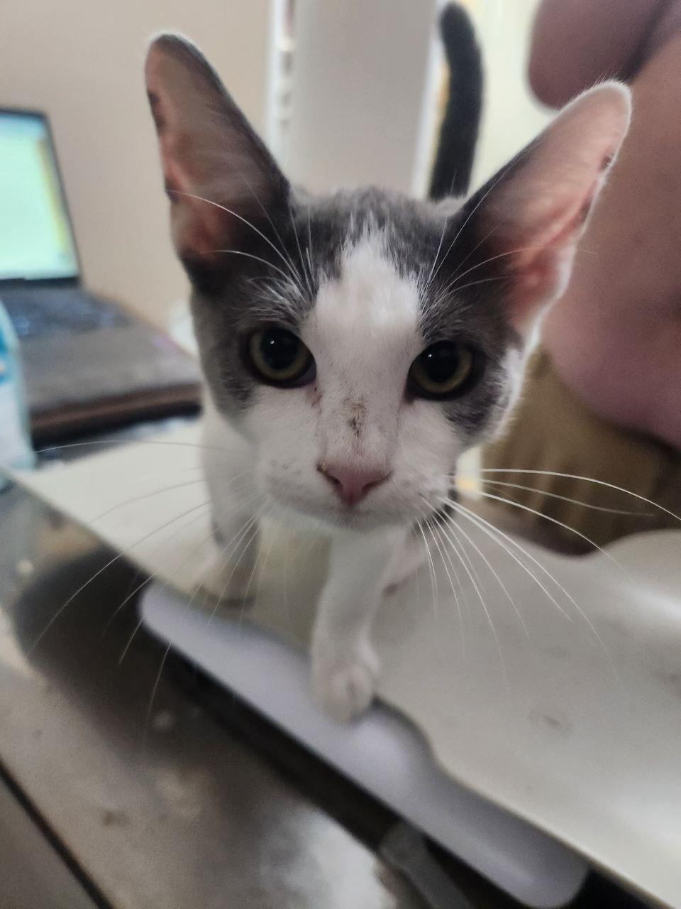 Saul, a Adopted Domestic Short Hair in Arlington, TX image 4/4