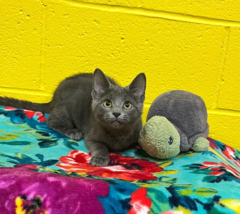 Weeble Wobble, a Adoptable Domestic Short Hair in Jackson, TN image 1/3