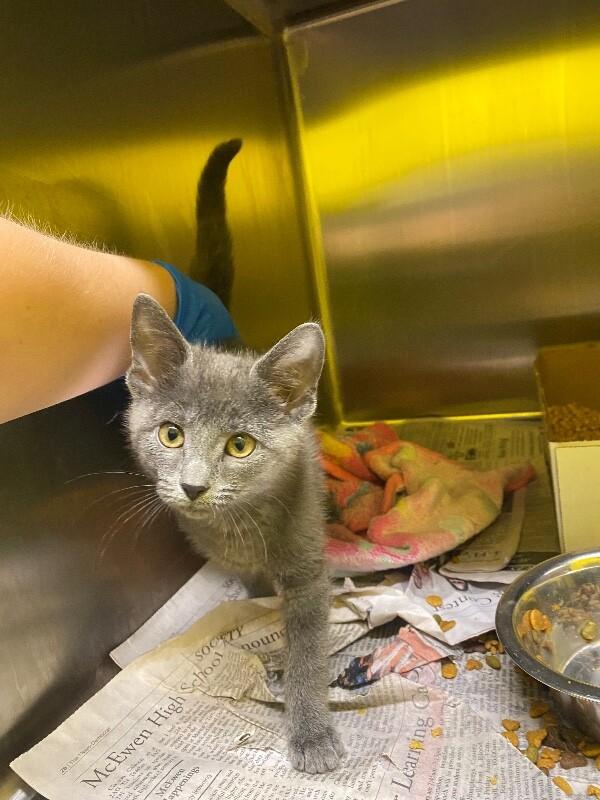 Weeble Wobble, a Adoptable Domestic Short Hair in Jackson, TN image 2/3