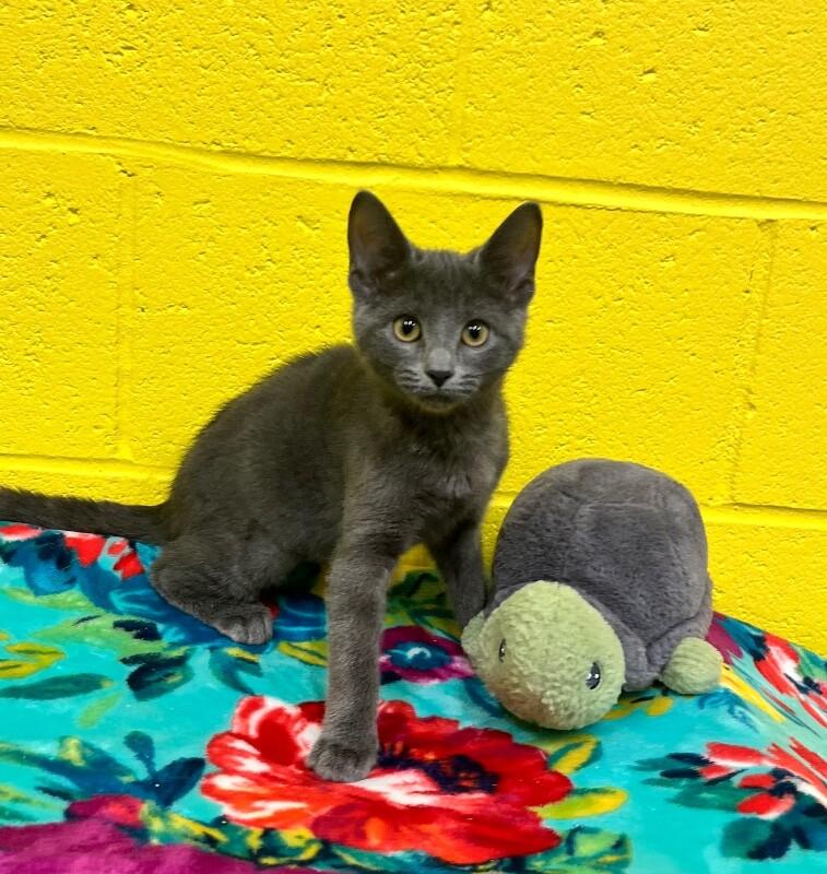 Weeble Wobble, a Adoptable Domestic Short Hair in Jackson, TN image 3/3