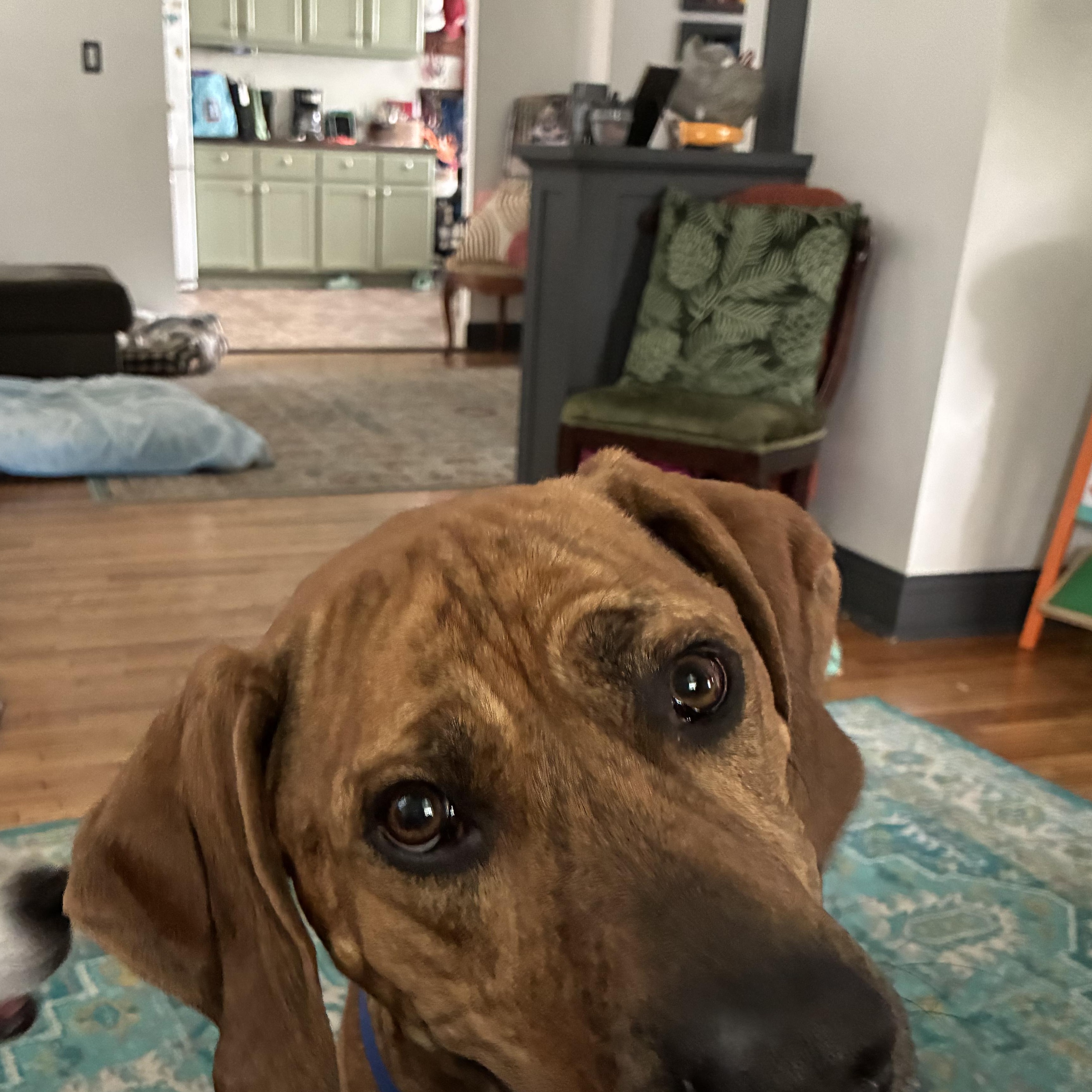 Enlarge Boone, a Adopted mixed breed in Joliet, IL image 2/4