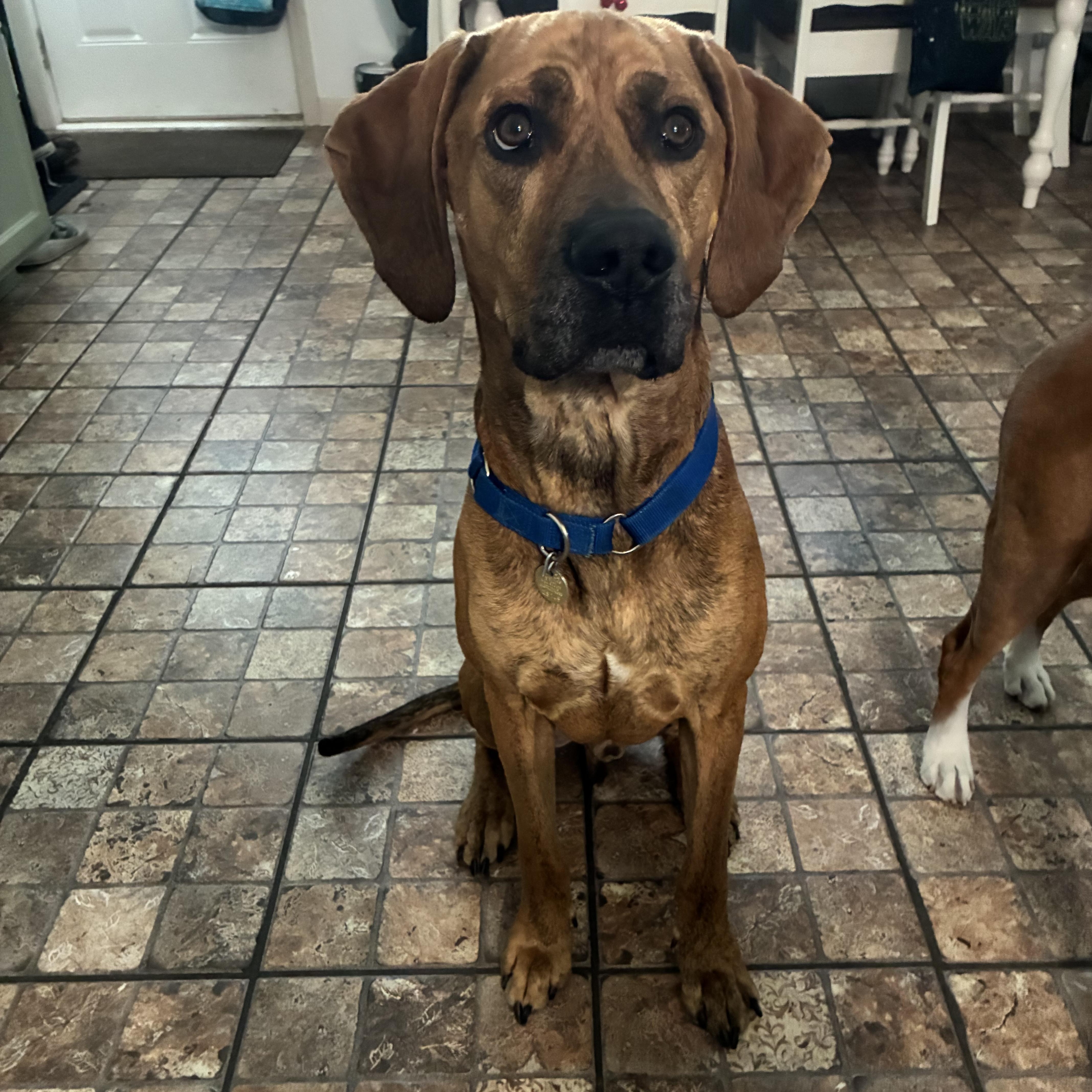 Boone, Adopted, Adult Male Hound.