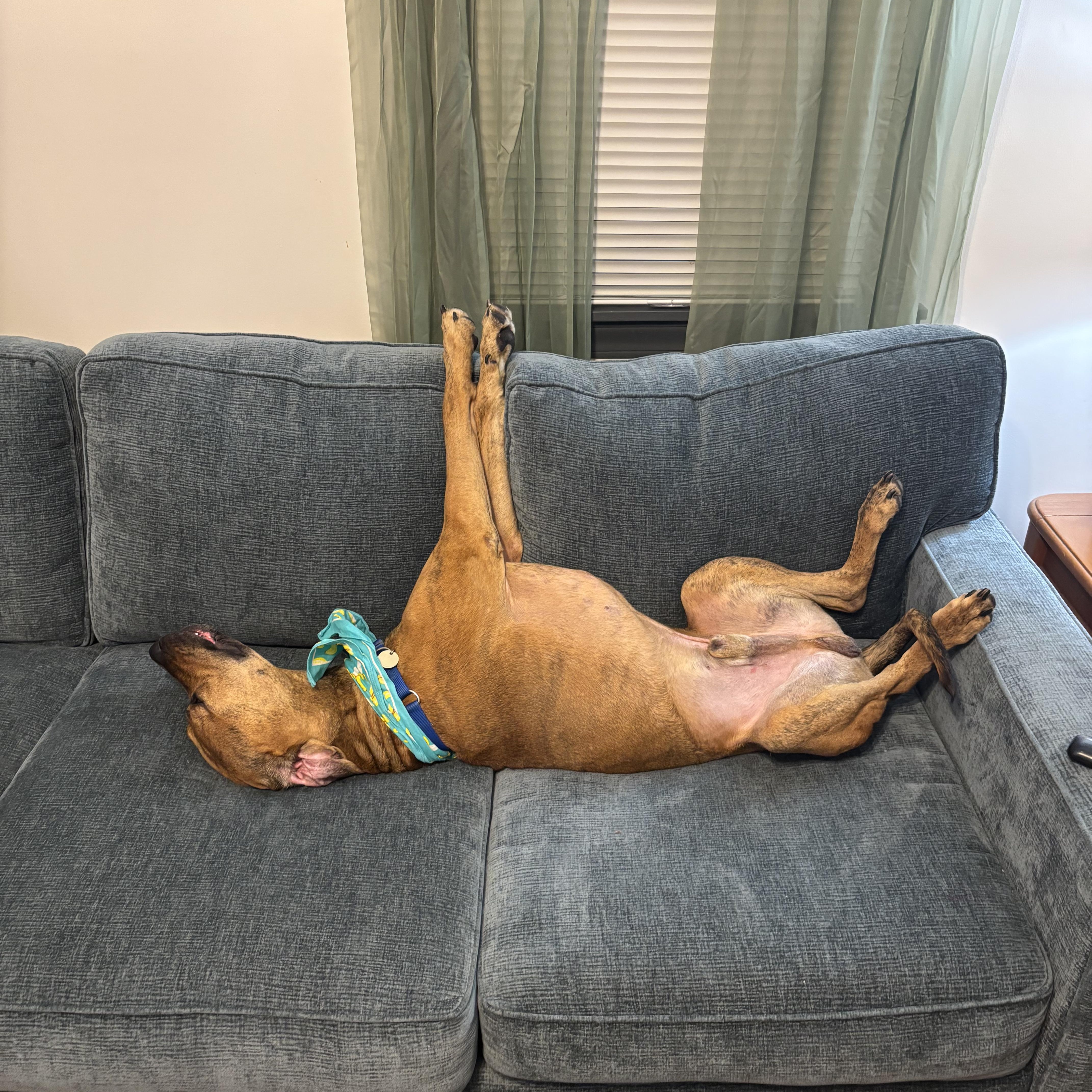 Enlarge Boone, a Adopted mixed breed in Joliet, IL image 4/4