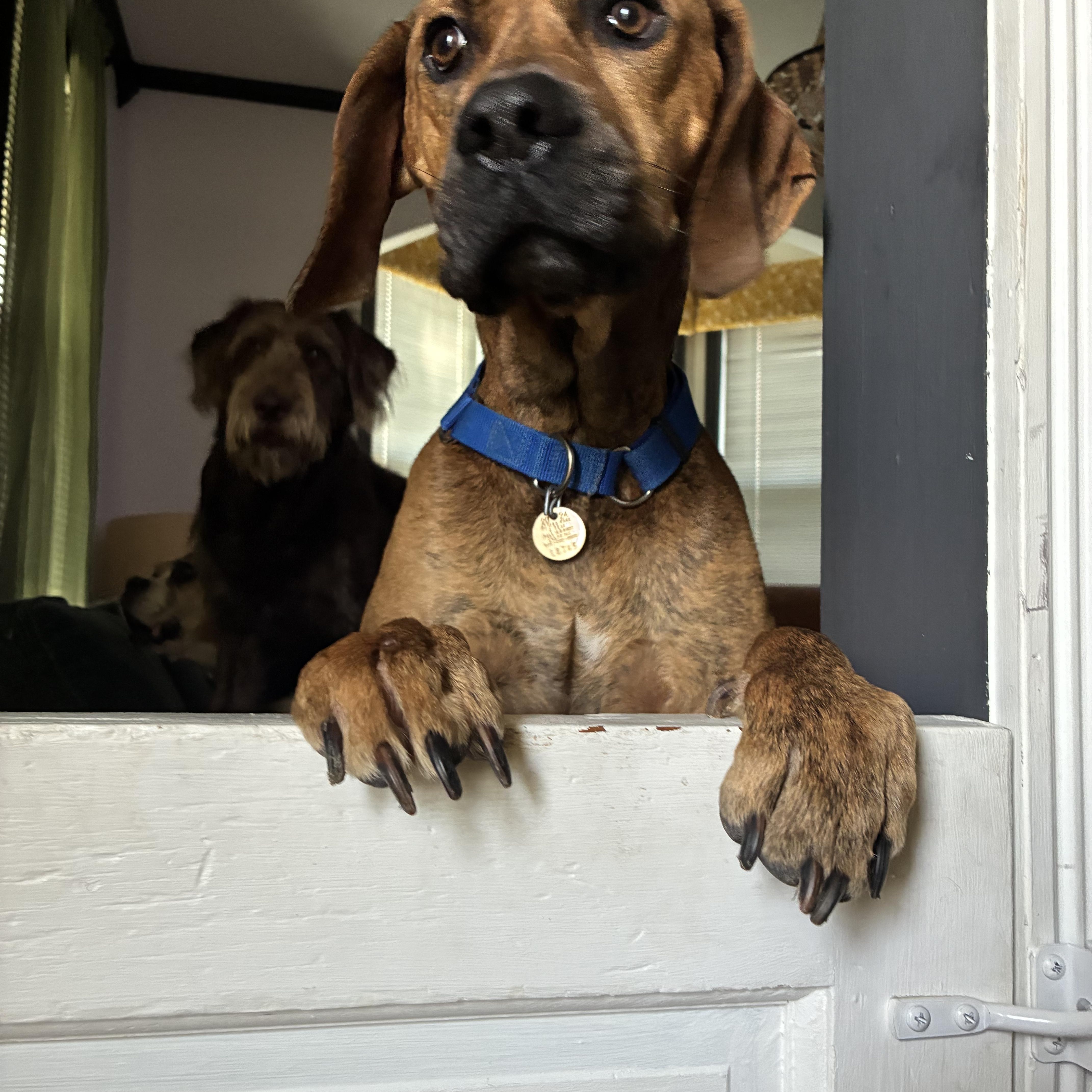 Enlarge Boone, a Adopted mixed breed in Joliet, IL image 3/4