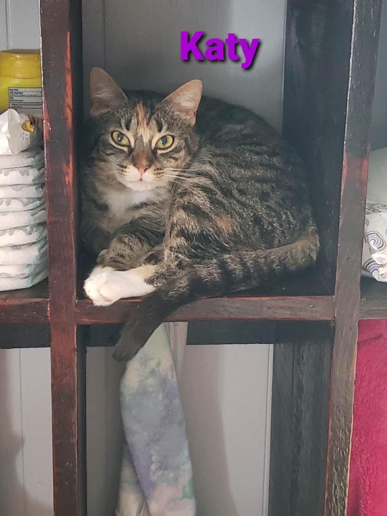 Katy, Adoptable, Adult Female Domestic Short Hair.