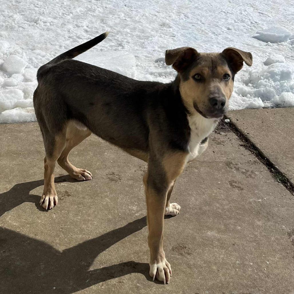 Hudson, Adoptable, Adult Male Shepherd & Mixed Breed.