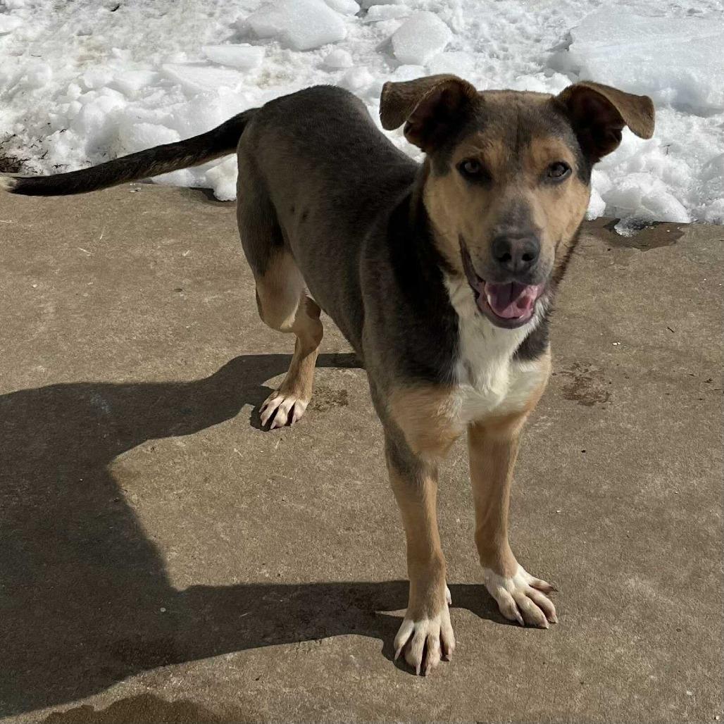 Enlarge Hudson, a Adoptable mixed breed in Belleville, IL image 2/6