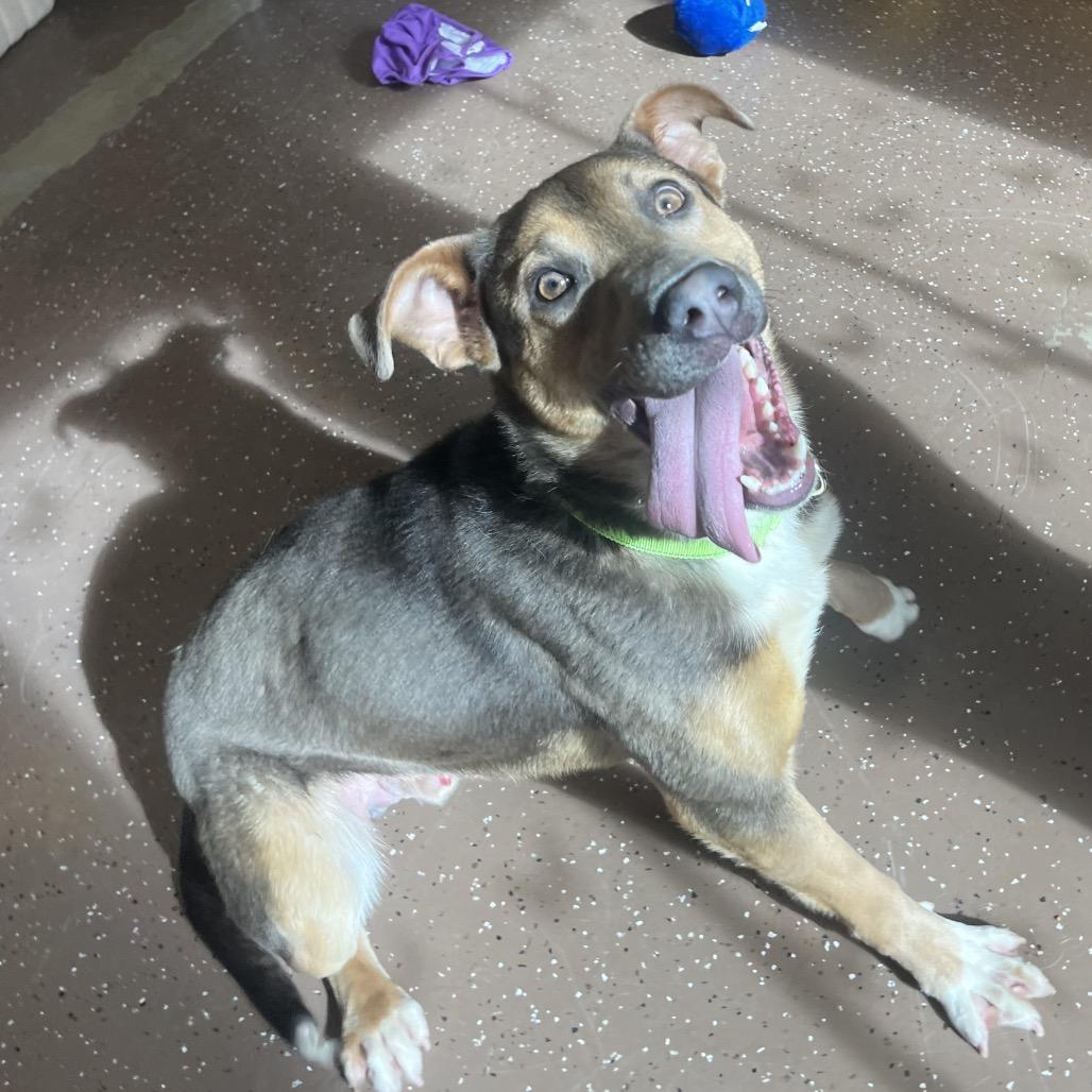 Enlarge Hudson, a Adoptable mixed breed in Belleville, IL image 3/6