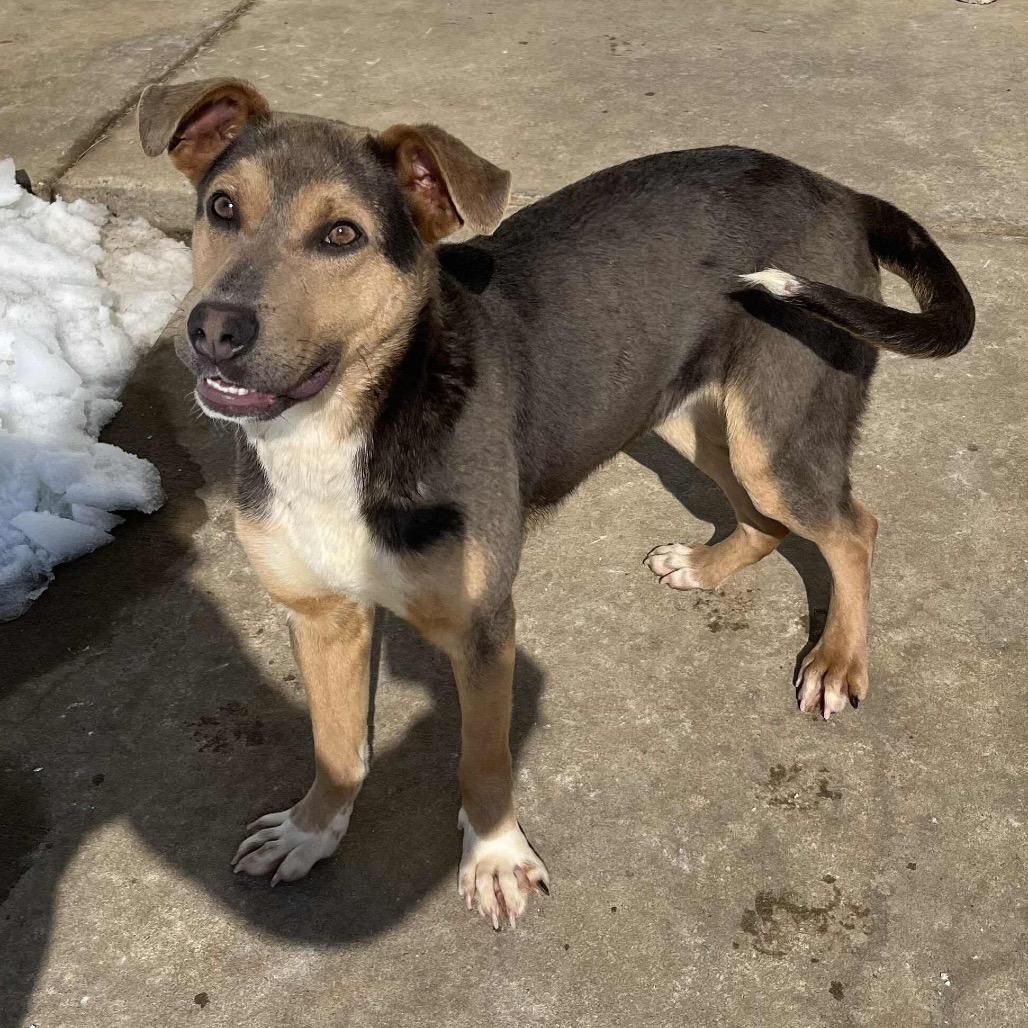 Enlarge Hudson, a Adoptable mixed breed in Belleville, IL image 4/6