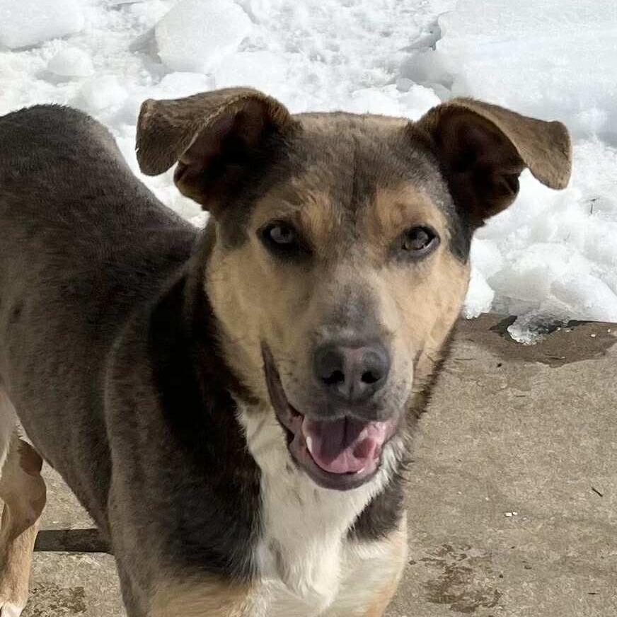 Enlarge Hudson, a Adoptable mixed breed in Belleville, IL image 5/6