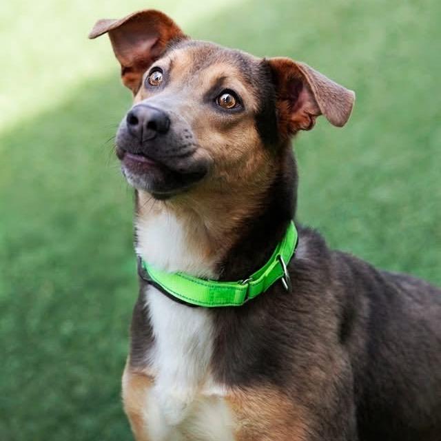 Enlarge Hudson, a Adoptable mixed breed in Belleville, IL image 6/6