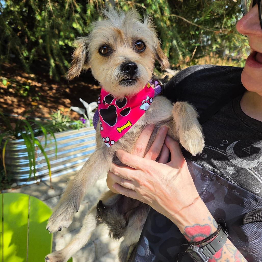 Mabel Mora (fka Momma), Adoptable, Adult Female Terrier.