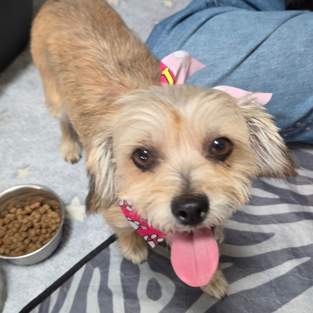 Enlarge Mabel Mora (fka Momma), a Adoptable Terrier in Redmond, WA image 2/4