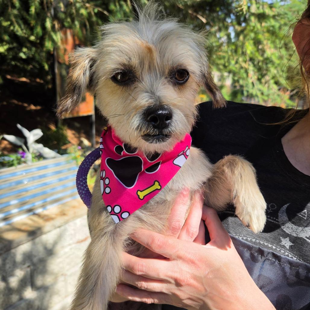 Enlarge Mabel Mora (fka Momma), a Adoptable Terrier in Redmond, WA image 3/4