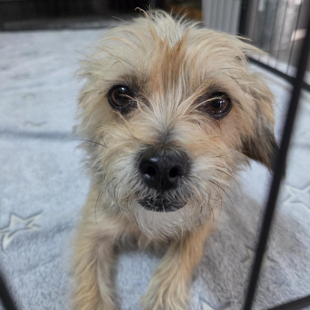 Enlarge Mabel Mora (fka Momma), a Adoptable Terrier in Redmond, WA image 4/4