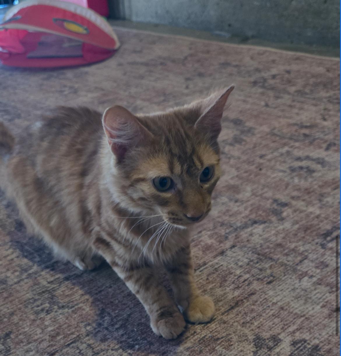 Louie Louie thumbnail 2