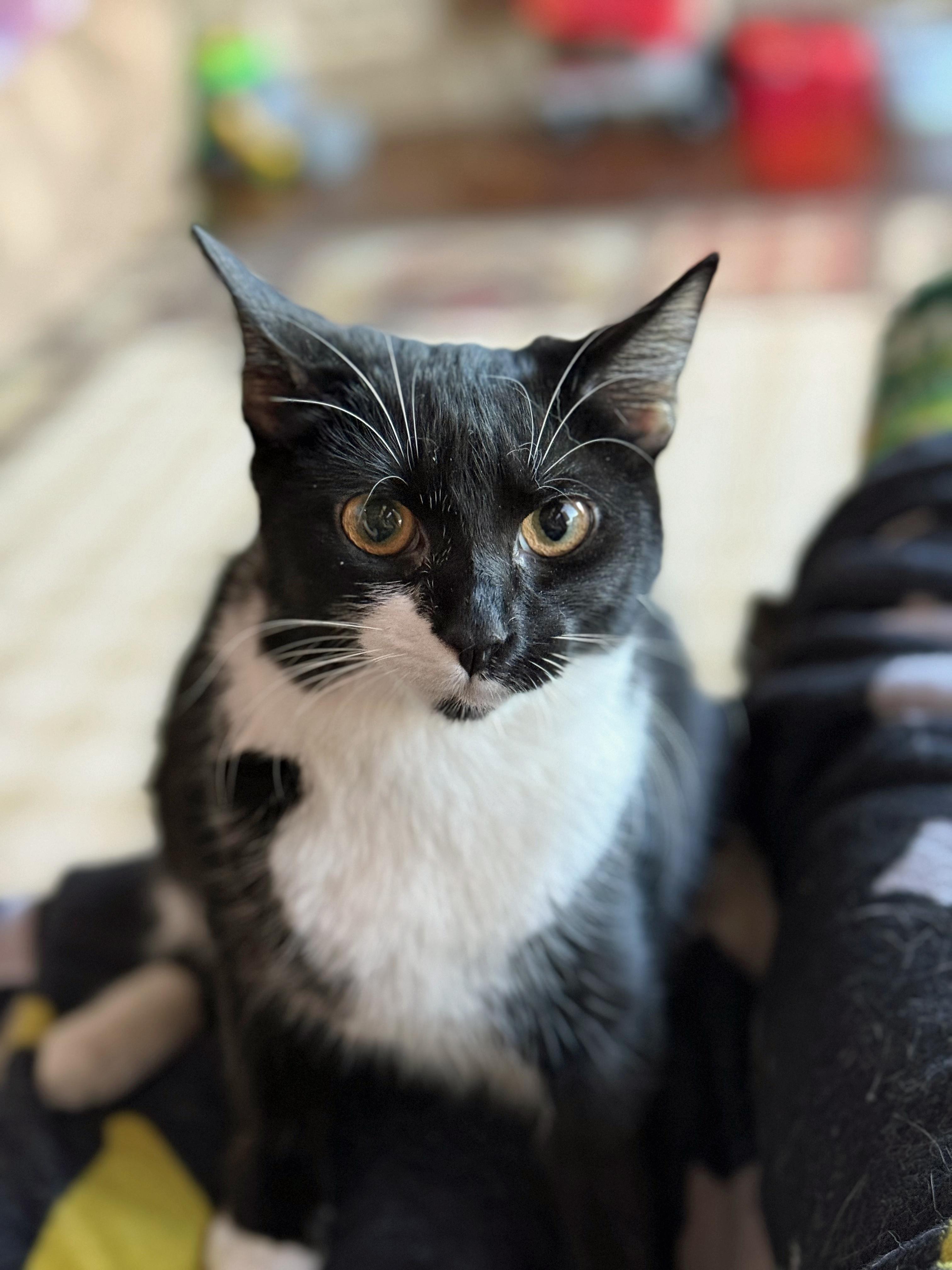 Charlotte, Young Female Domestic Short Hair