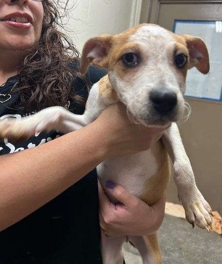Enlarge Cleo, a Adoptable Australian Cattle Dog / Blue Heeler in Thompson Falls, MT image 1/1
