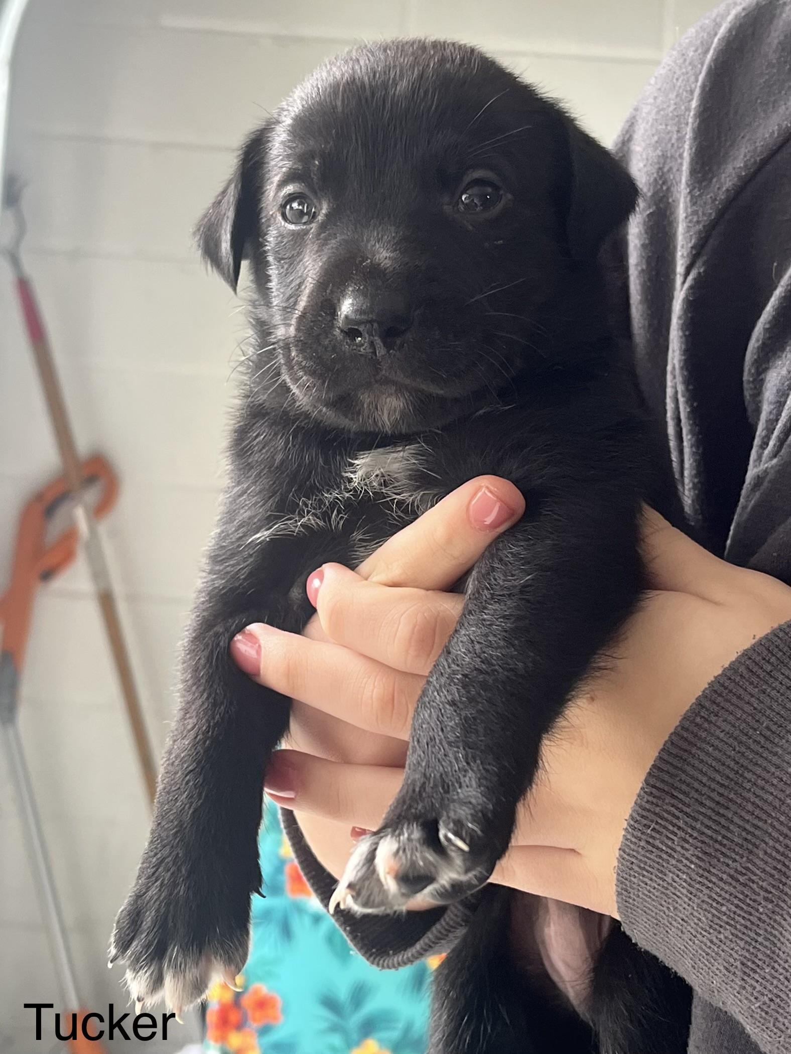 Tucker, Adopted, Young Male Mixed Breed.