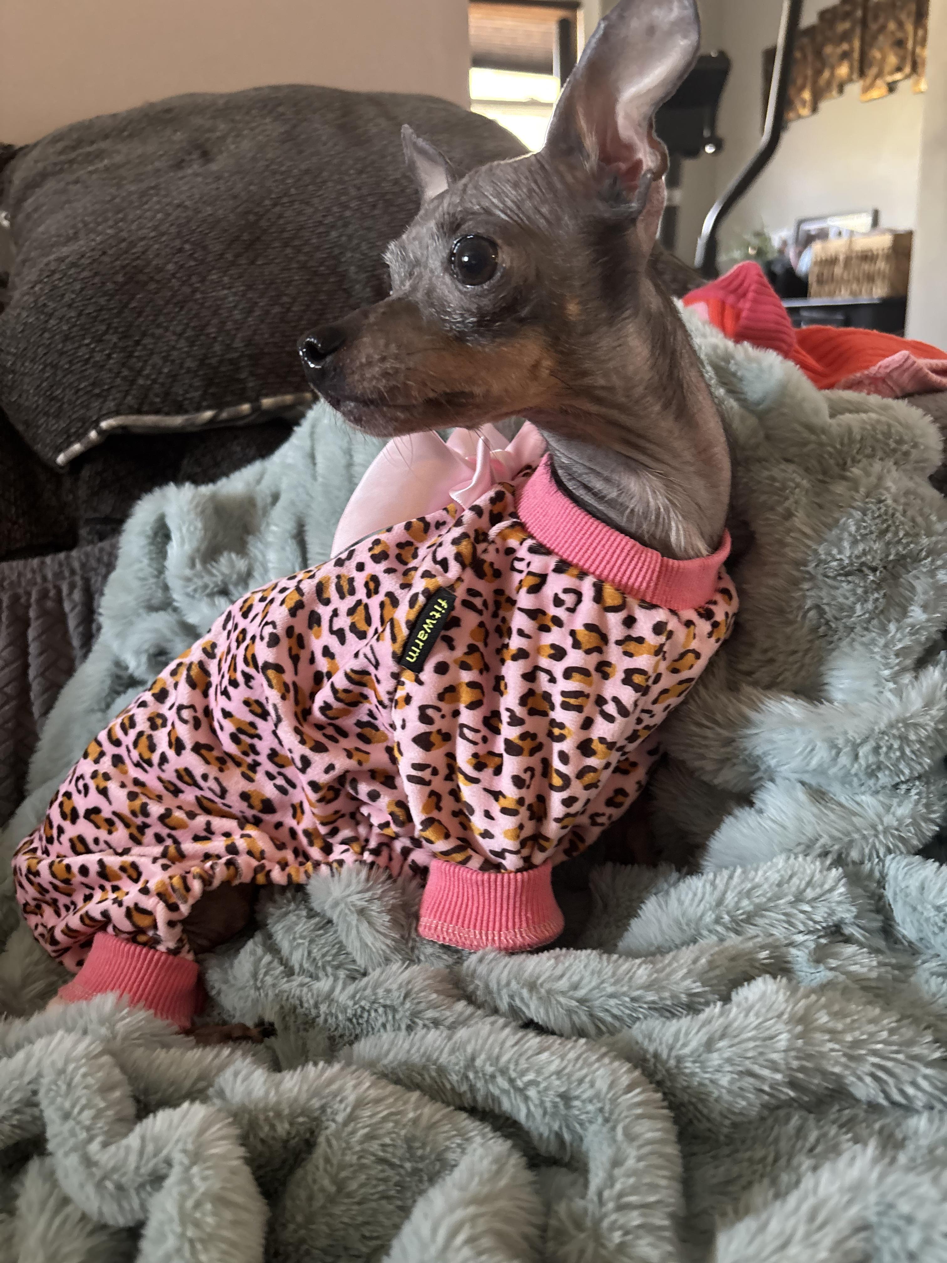 Enlarge Bubbie, a ADOPTABLE mixed breed in Medford, NJ image 2/4