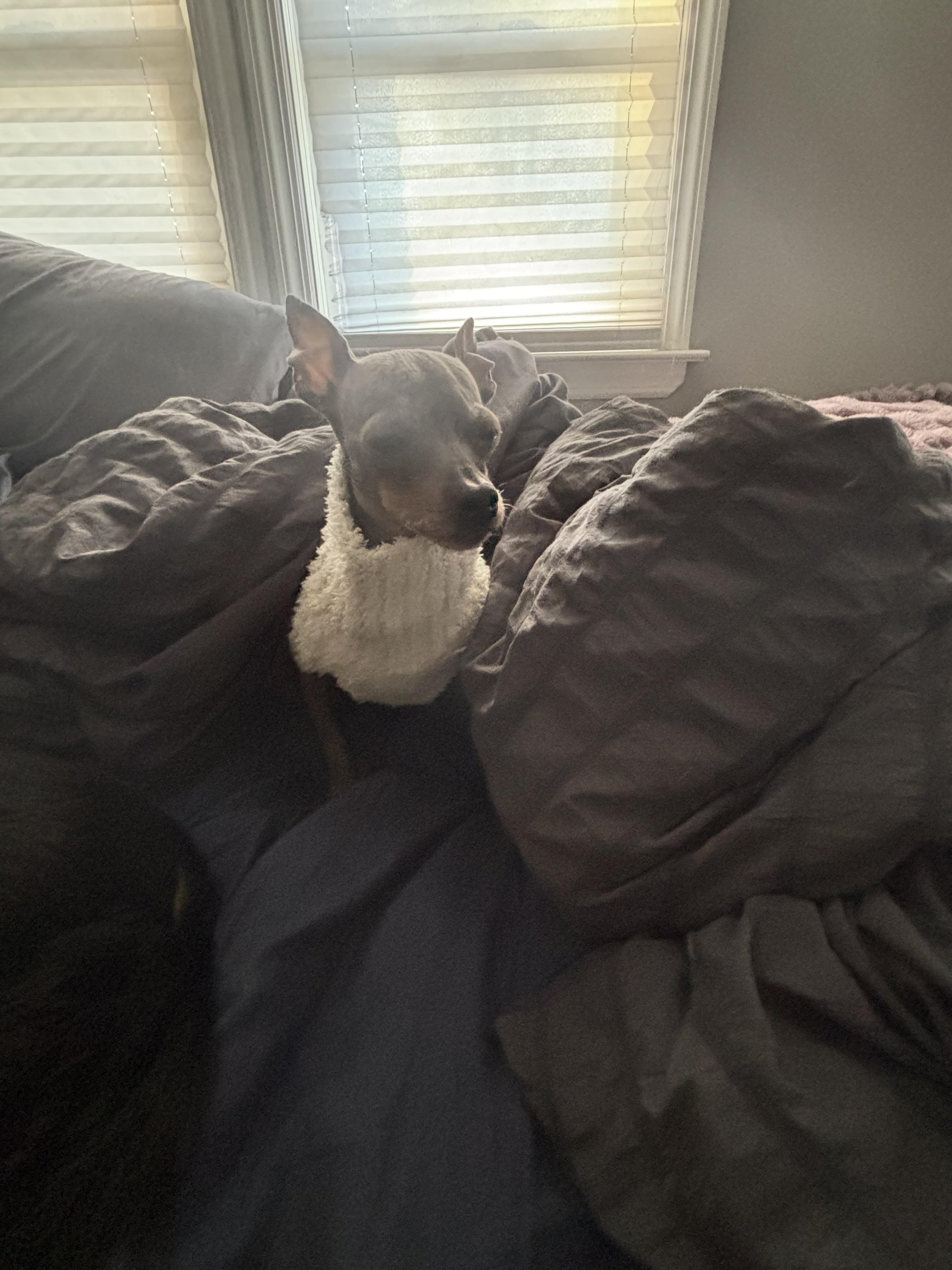 Enlarge Bubbie, a ADOPTABLE mixed breed in Medford, NJ image 3/4