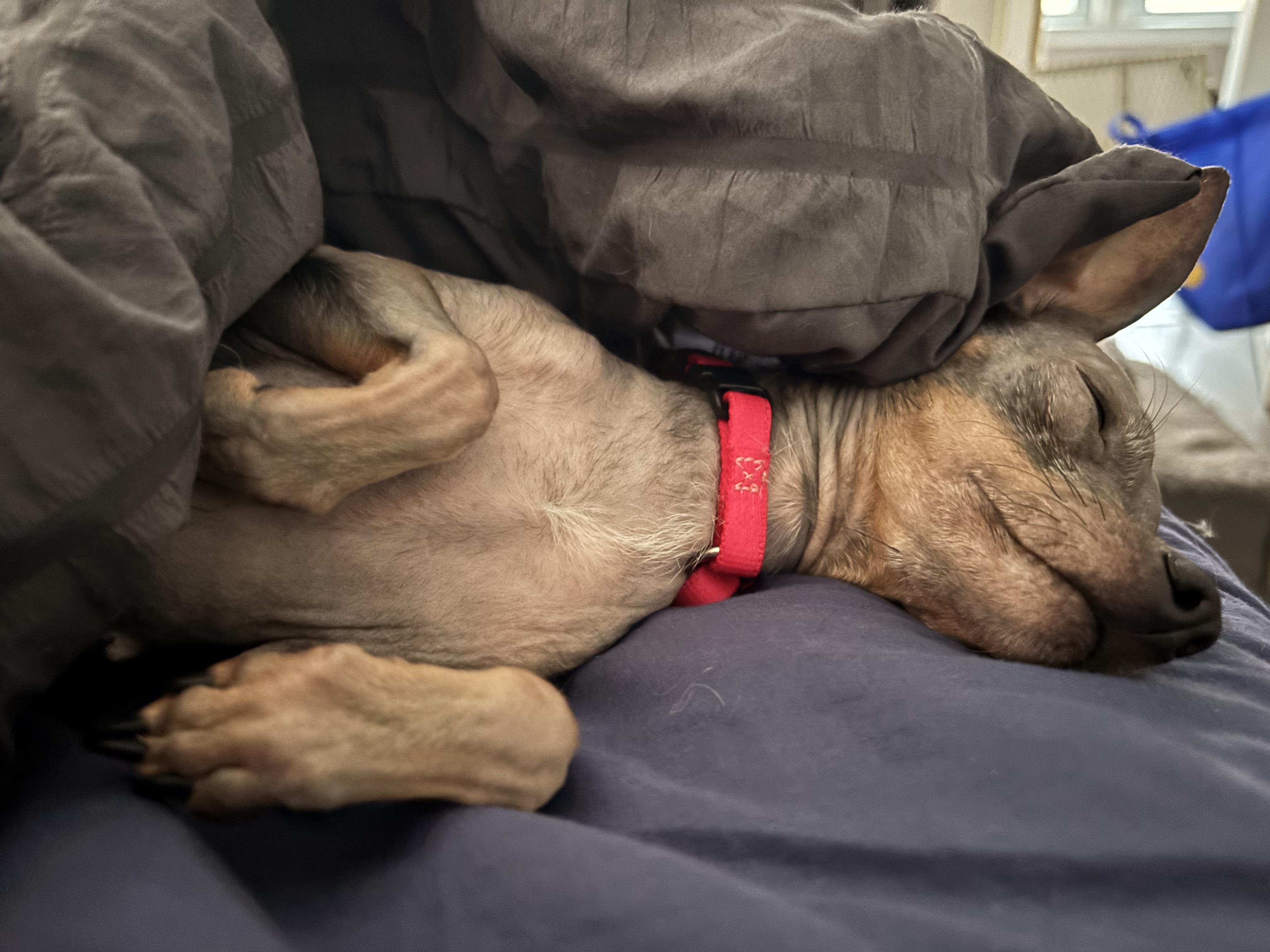 Enlarge Bubbie, a ADOPTABLE mixed breed in Medford, NJ image 4/4