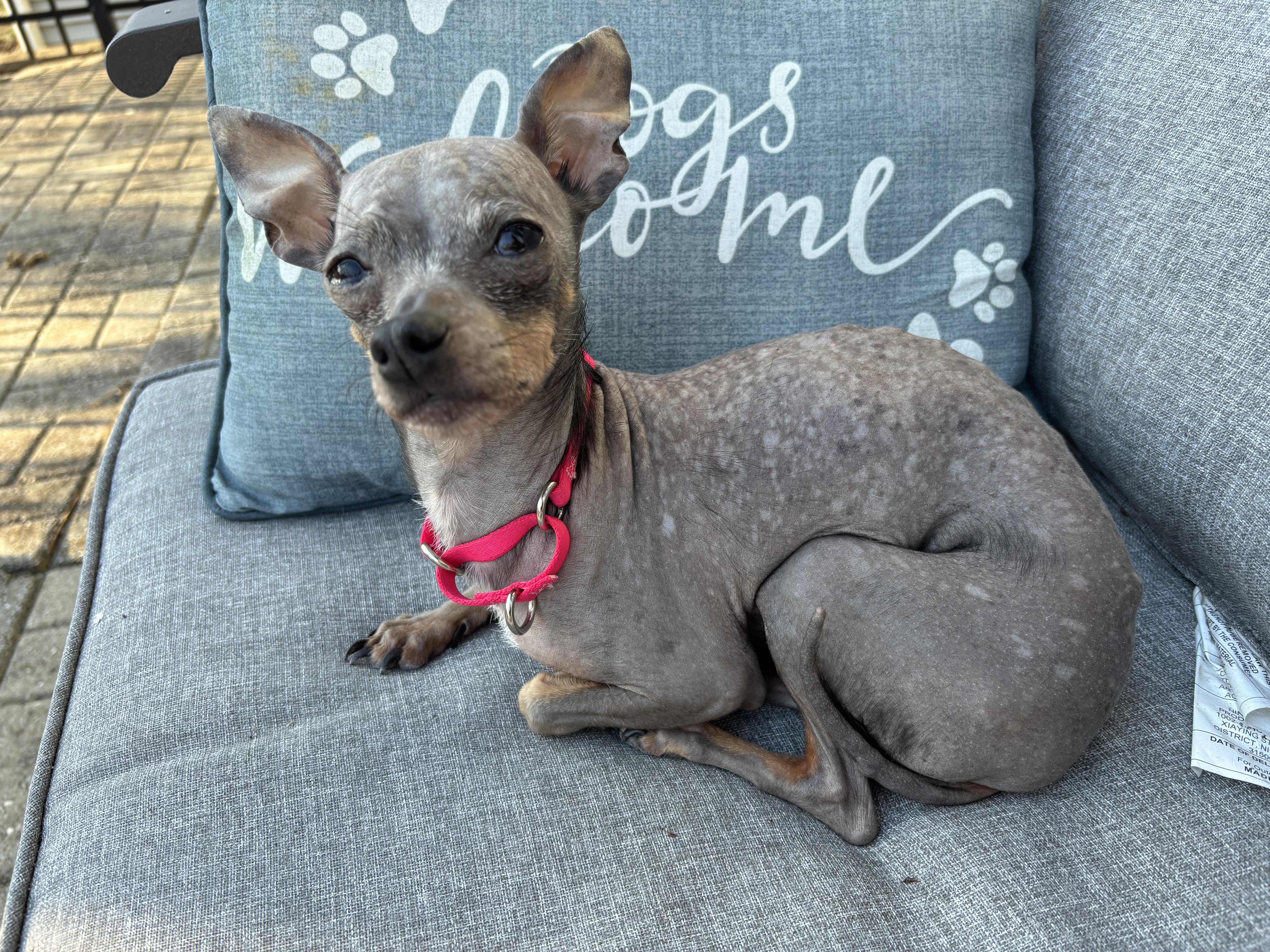 Enlarge Bubbie, a ADOPTABLE mixed breed in Medford, NJ image 1/4