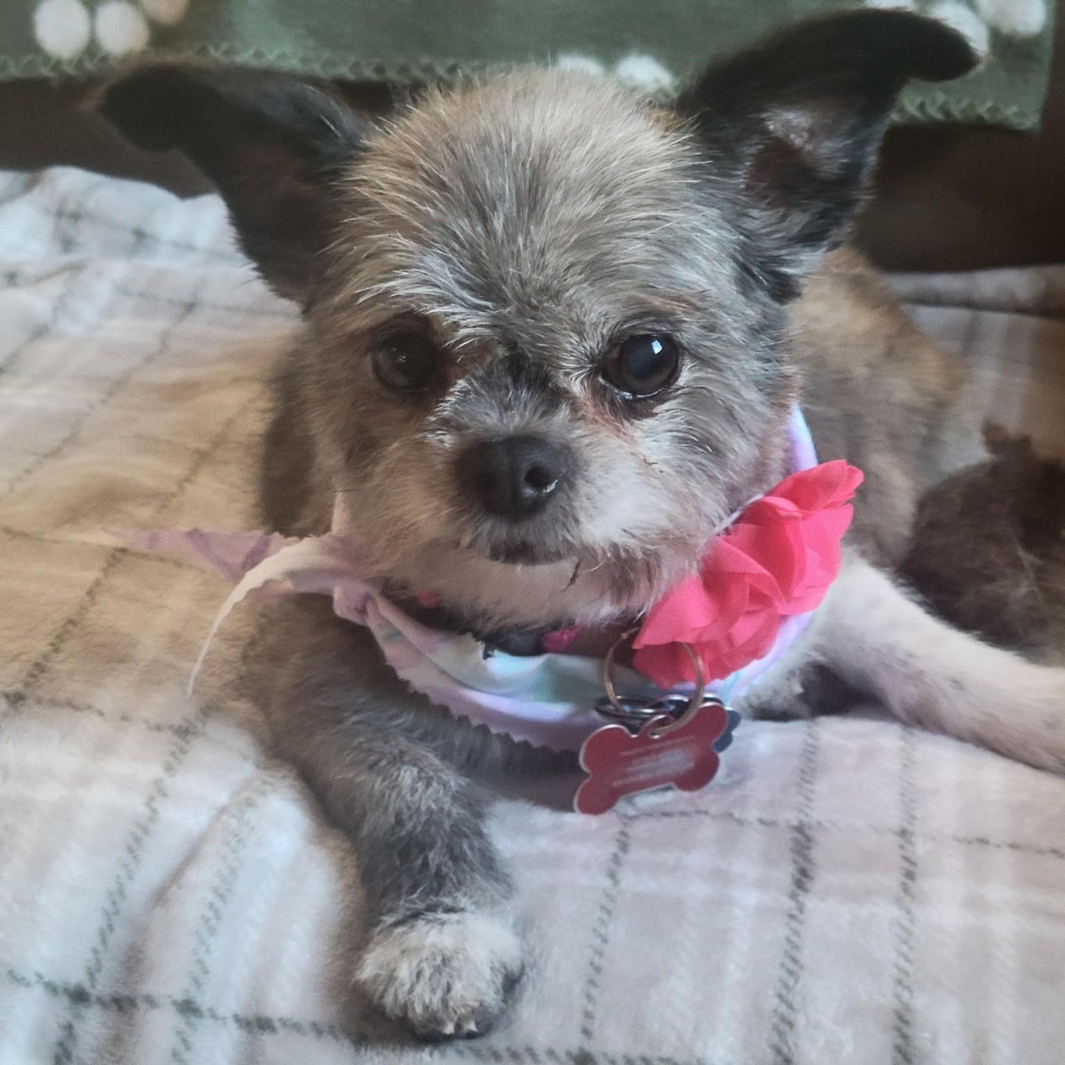 Bella, Adopted, Senior Female Shih Tzu.
