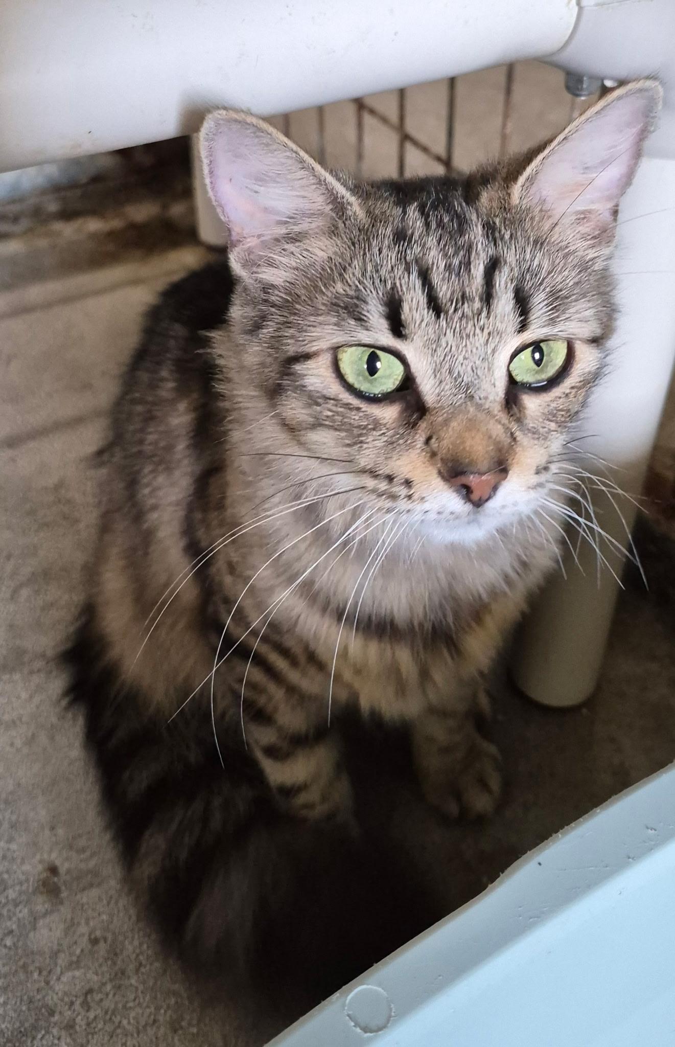 Enlarge Bramble, a ADOPTABLE Domestic Medium Hair in Urbana, OH image 1/1