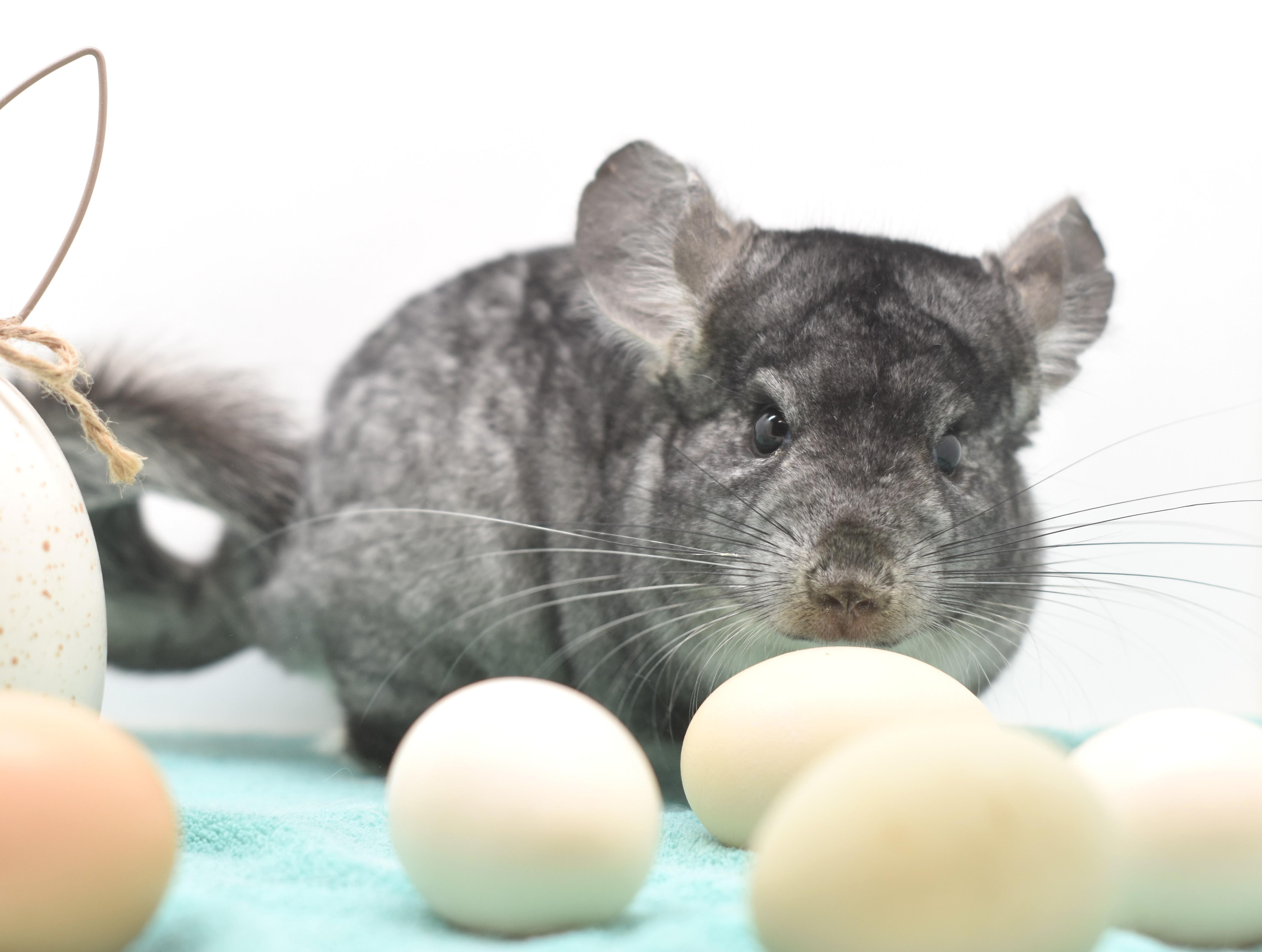 Enlarge Magnet , an adopted Chinchilla in Wolcott, IN image 1/3