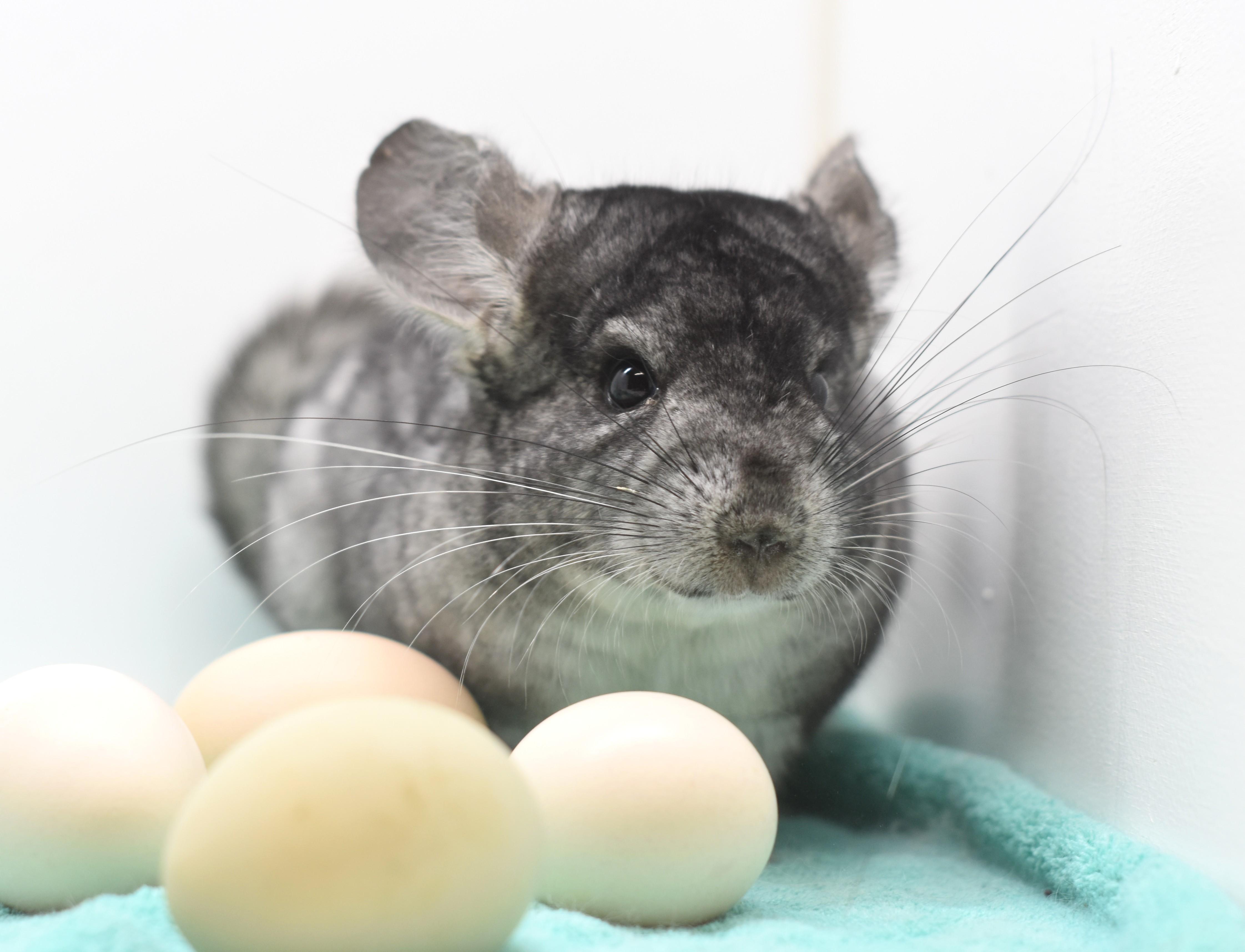 Enlarge Magnet , an adopted Chinchilla in Wolcott, IN image 3/3