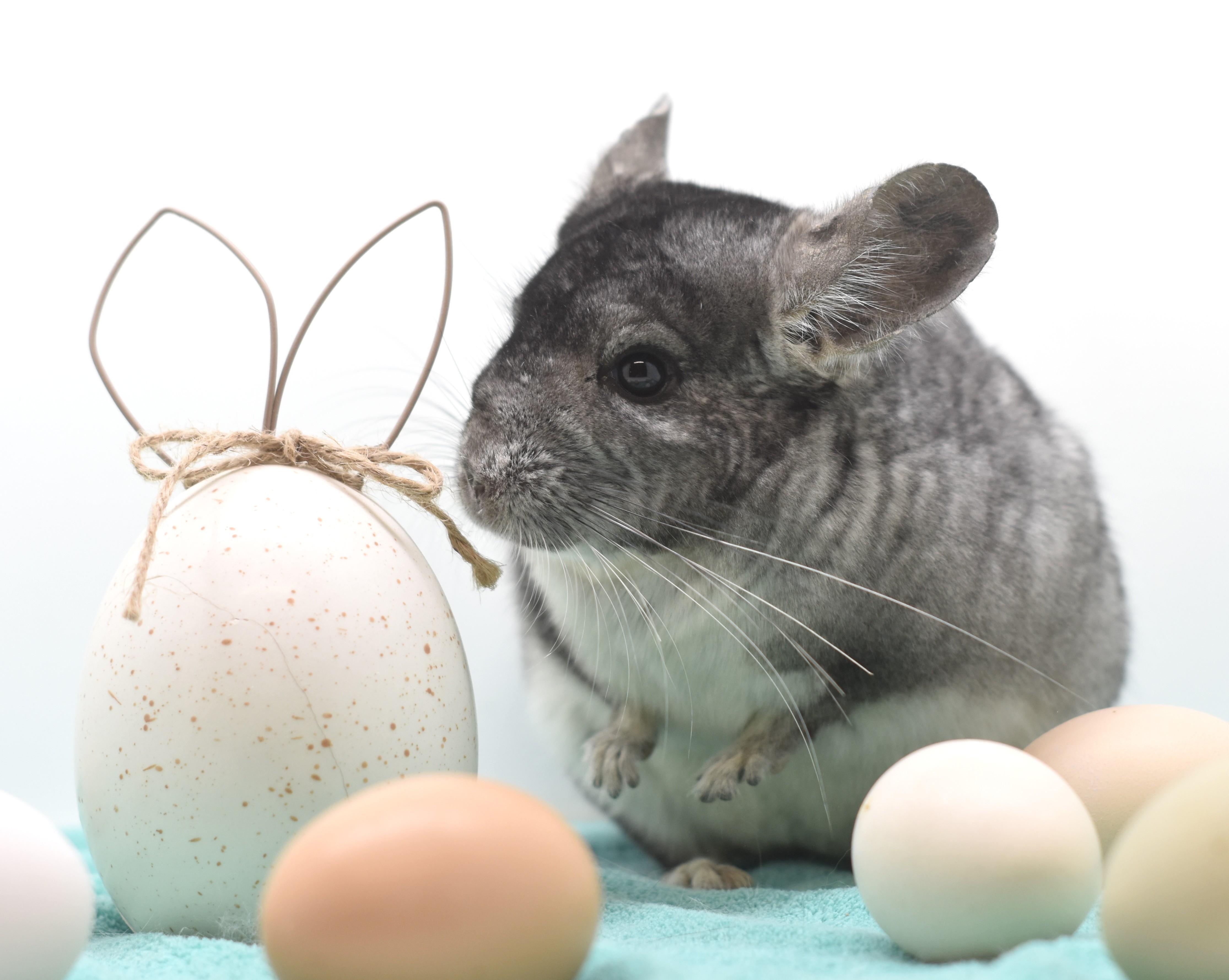 Enlarge Magnet , an adopted Chinchilla in Wolcott, IN image 2/3