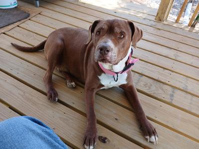 Diamond, Adoptable, Senior Female Pit Bull Terrier & Mixed Breed.
