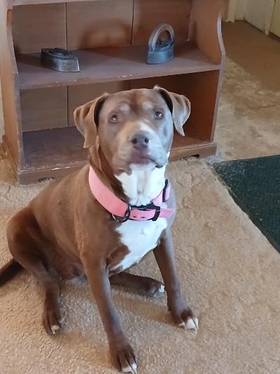 Diamond, Adoptable, Senior Female Pit Bull Terrier & Mixed Breed.